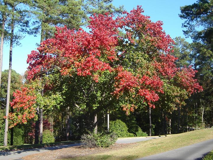 Augusta-13.JPG - Augusta liegt etwa 240 km von Atlanta und ebenfalls etwa 240 km vom Atlantik entfernt am Südufer des die Staatsgrenze bildenden Savannah River.