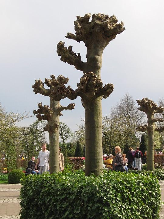 Keukenhof-07.jpg - Damit gab man ihnen die Gelegenheit, ihre Pflanzen vorzustellen und damit auch zu vertreiben.