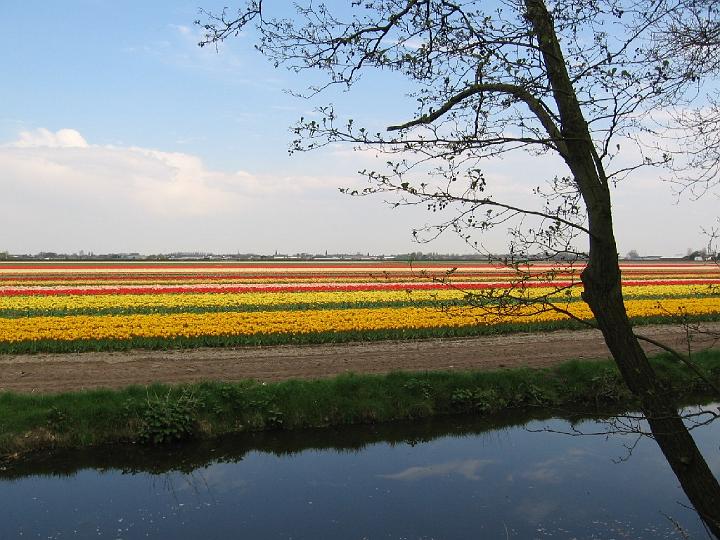Keukenhof-17.jpg - Die Hauptblütezeit ist abhängig von den jeweiligen Wetterbedingungen. Sie liegt in der Regel in der Mitte des Monats April.